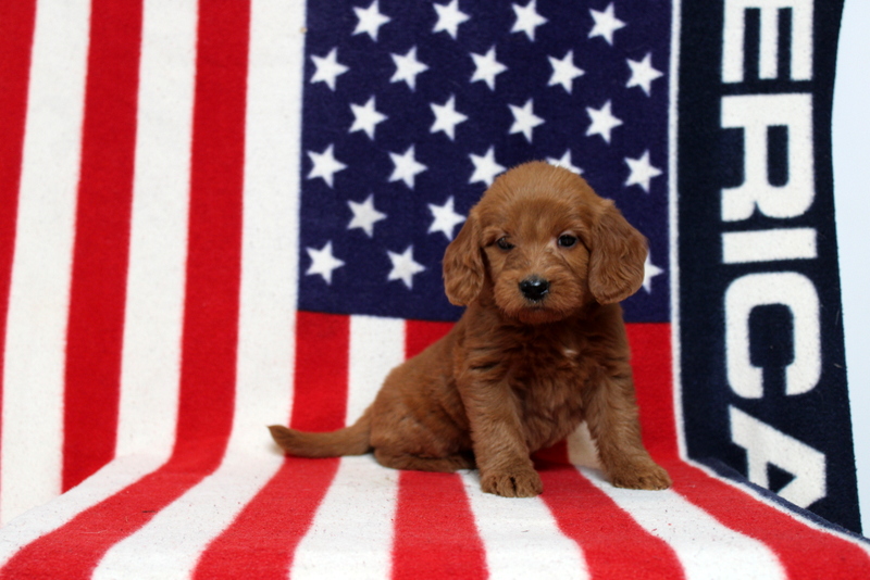 puppy, for, sale, Mini Goldendoodle F1, Matthew B. Stoltzfus, dog, breeder, Gap, PA, dog-breeder, puppy-for-sale, forsale, nearby, find, puppyfind, locator, puppylocator, aca